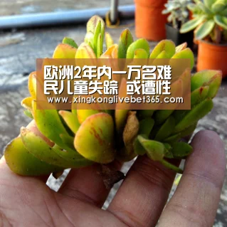 欧洲2年内一万名难民儿童失踪 或遭性虐待及奴役:星空电竞,星空百家乐,星空登录,星空APP(图1) 星空电竞,星空百家乐,星空登录,星空APP